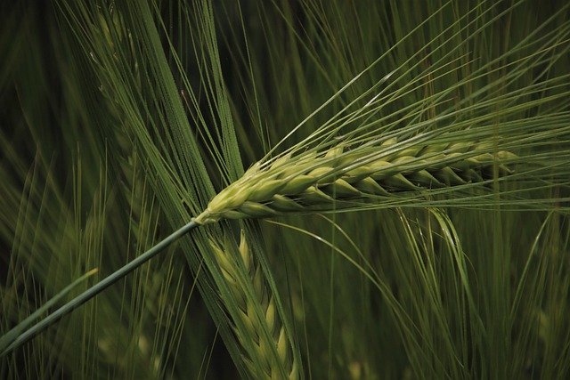 Regulator wzrostu Mepik 300 SL: Dla zdrowszych roślin